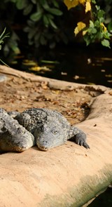 La Ferme Aux Crocodiles