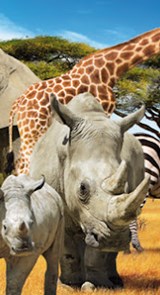 Safari De Peaugres