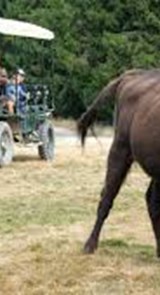 La Réserve Des Bisons D'europe