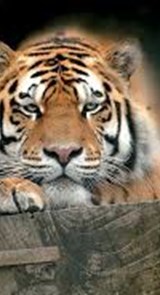 Zoo de Servion