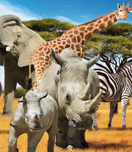 Safari De Peaugres