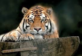 Zoo de Servion